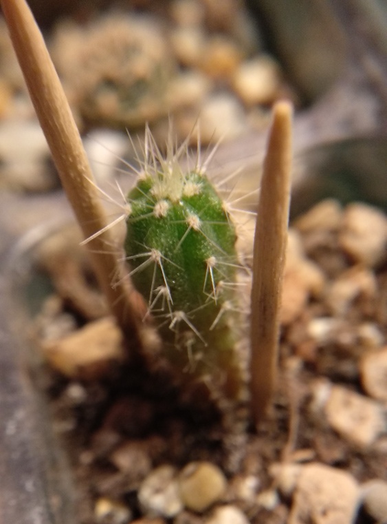 Pilosocereus magnificus.jpeg